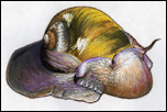 Moon Snail drawing